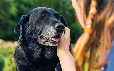 End-of-Life Planning For Your Fredericksburg Pet