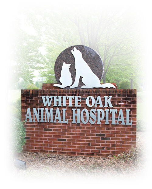 Contact Animal Hospital in Fredericksburg, VA White Oak Animal Hospital