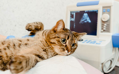 Pet Ultrasound